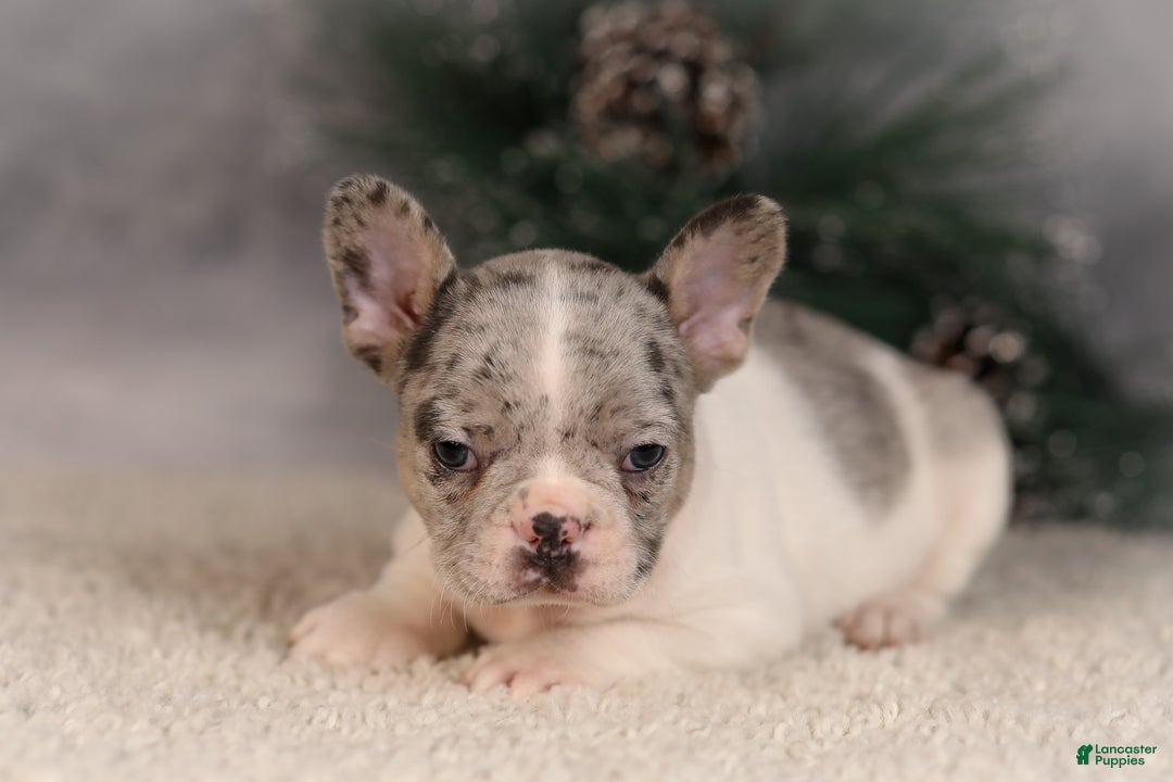 French Bulldog dogs for sale: Alice - Ad 2