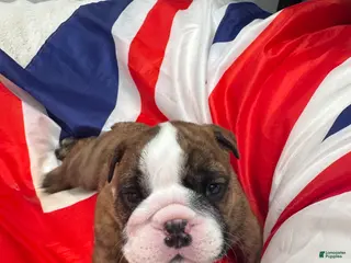 English Bulldog dogs MeatBall - Ad 11