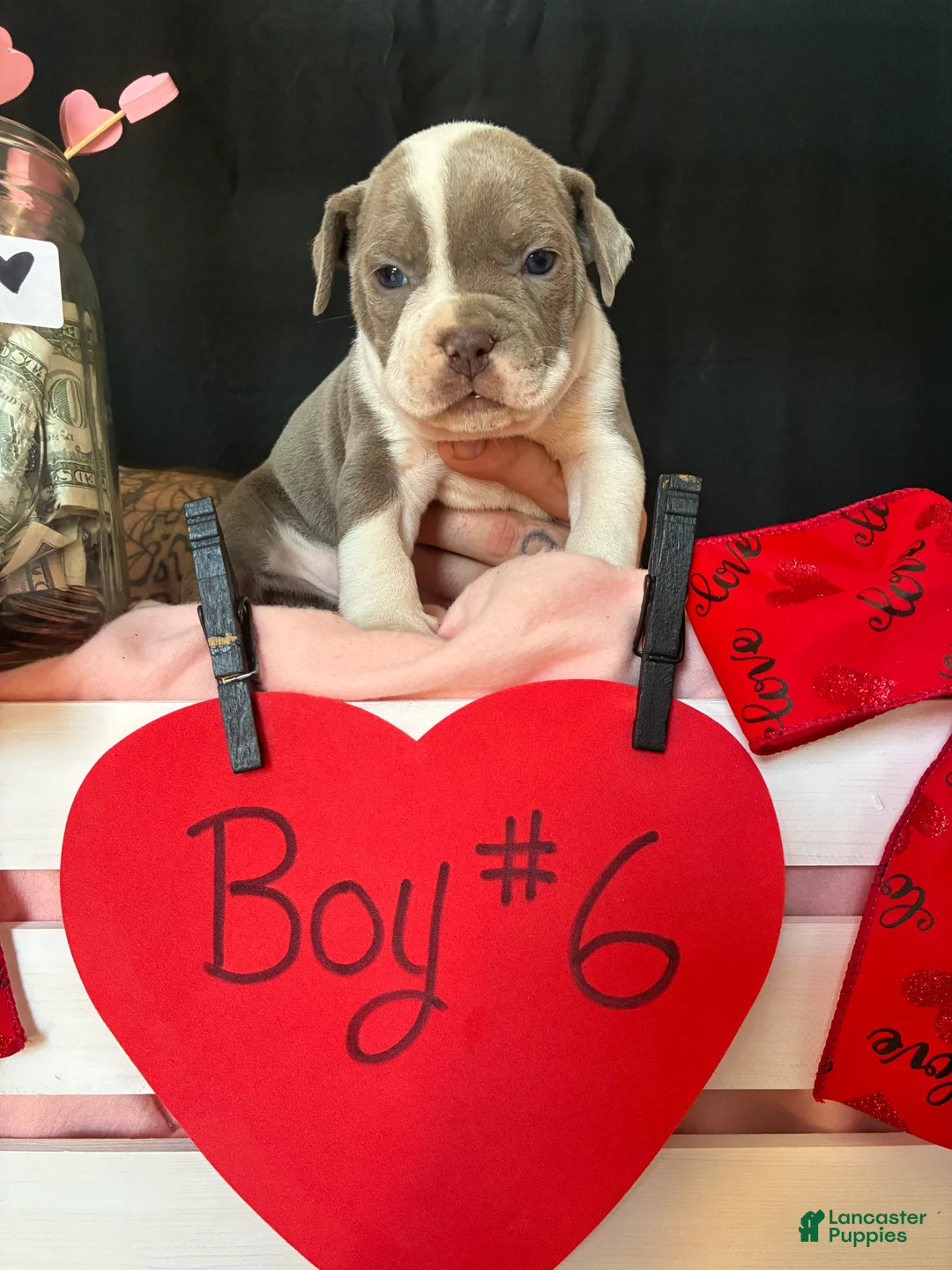 Olde English Bulldogge dogs for sale: Olde English Bulldogge Puppy 6 - Ad 2