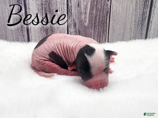 Mixed Breed dogs Bessie - Ad 2