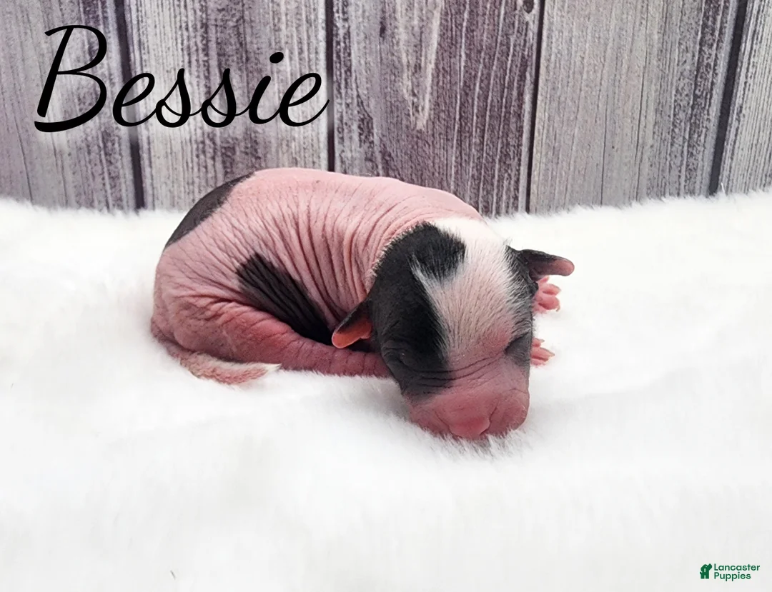 Mixed Breed dogs for sale: Bessie - Ad 3