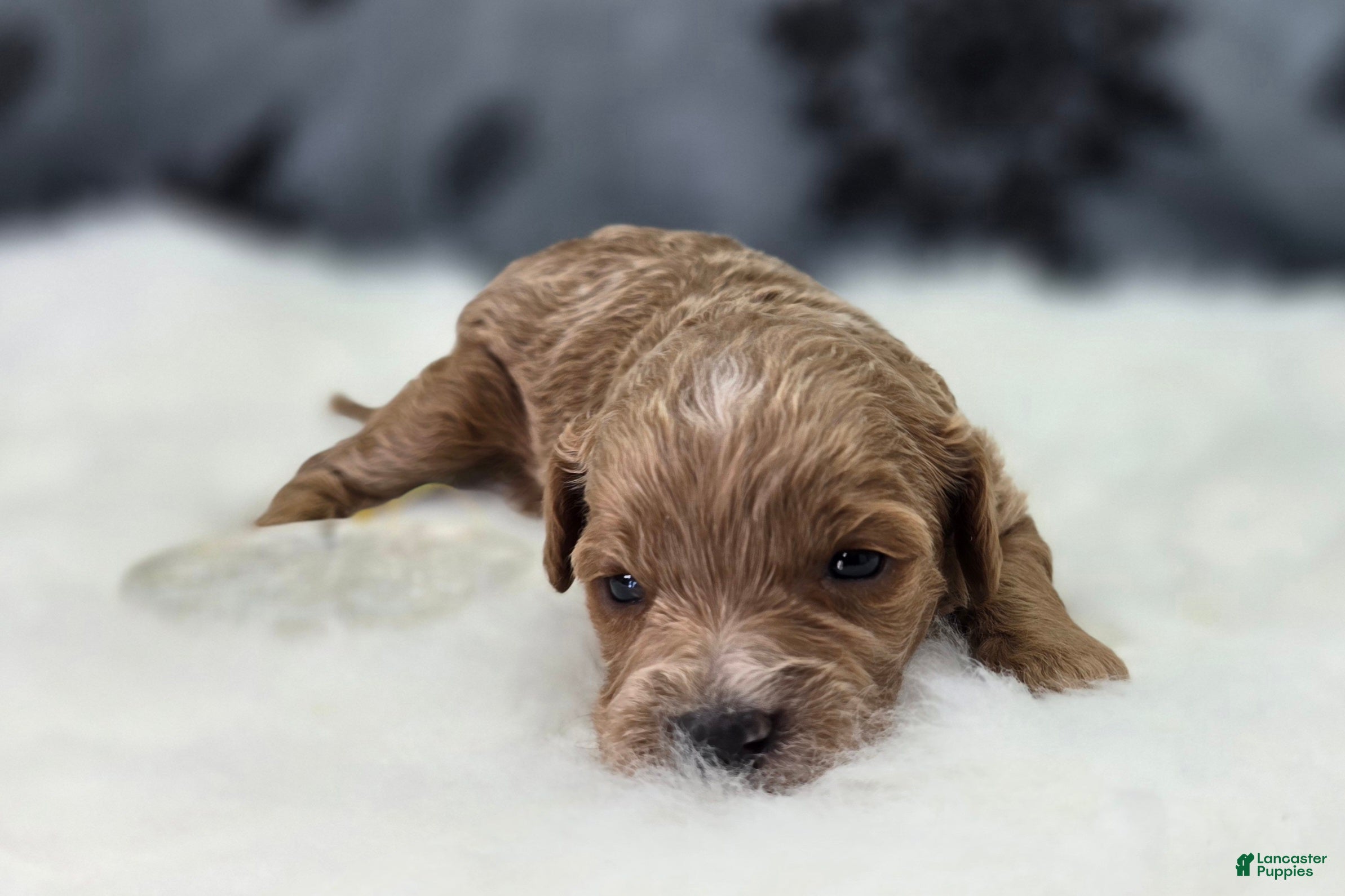 Cavapoo dogs Tundra - Ad 2