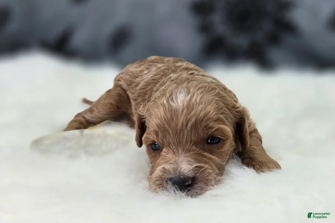 Cavapoo dogs for sale: Tundra - Ad 1