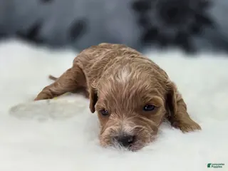 Cavapoo dogs Tundra - Ad 2