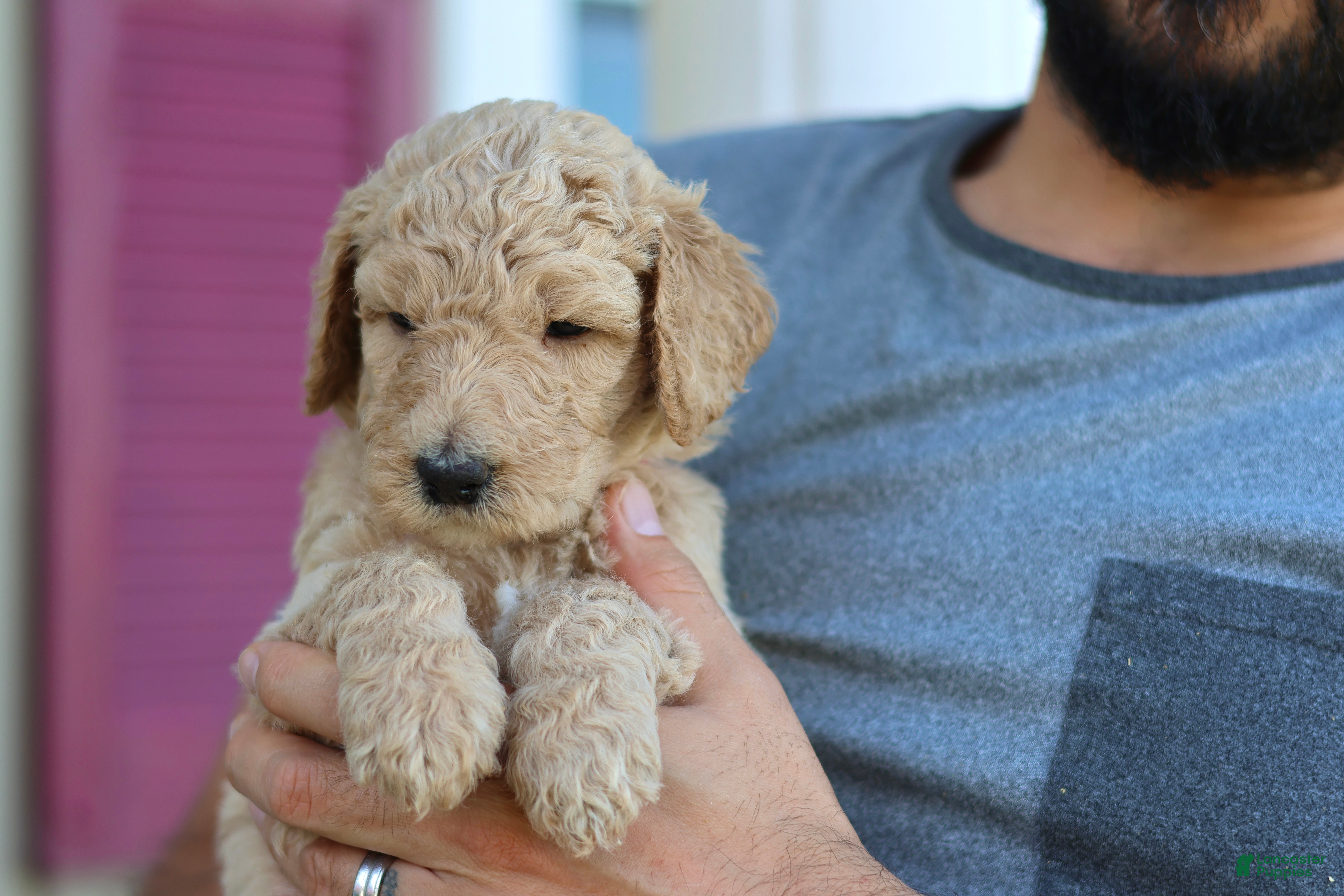 Goldendoodle dogs for sale: Annie  - Ad 28
