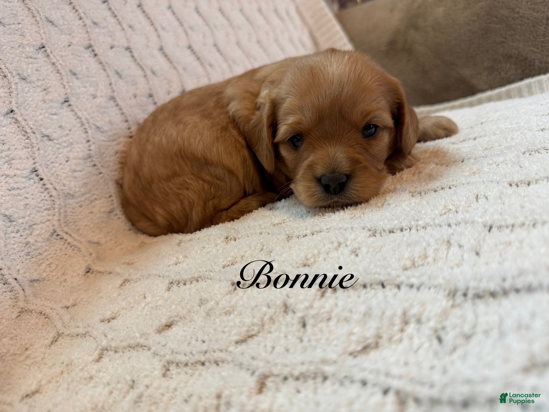 Cavapoo dogs Bonnie - Ad 1