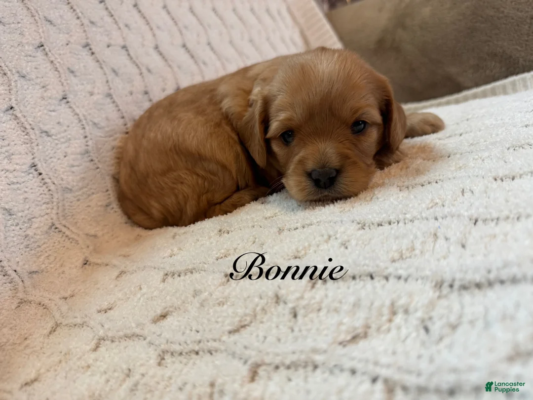 Cavapoo dogs for sale: Bonnie - Ad 1