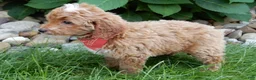 Mini Goldendoodle dogs for sale: Tommy - Ad 3