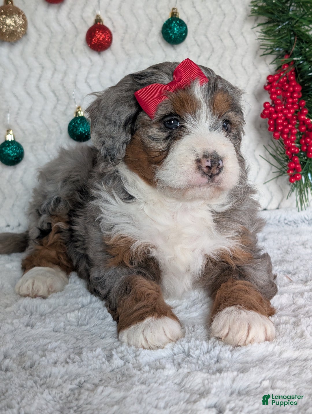 Mini Bernedoodle dogs for sale: Mini Opal  - Ad 7