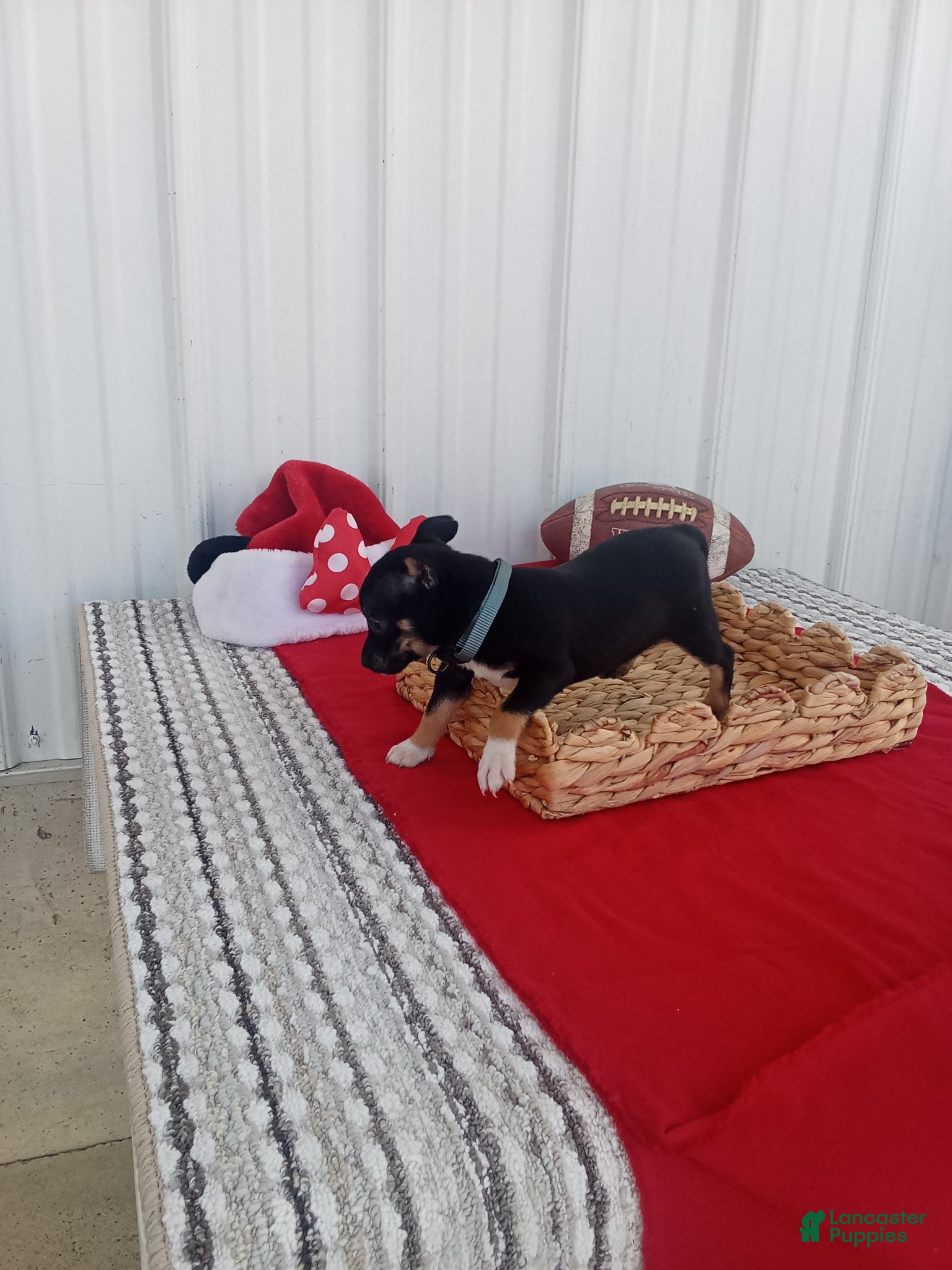Chihuahua (Chihuahua, Female) in Berne, IN