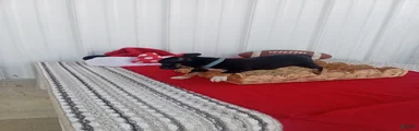 Chihuahua 2