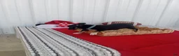 Chihuahua dogs for sale: Chihuahua 2 - Ad 1