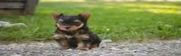 Yorkshire Terrier dogs for sale: Stephan Yorkshire Terrier  - Ad 3