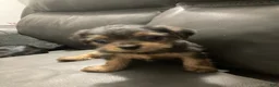Mixed Breed dogs for sale: Bella - Ad 2