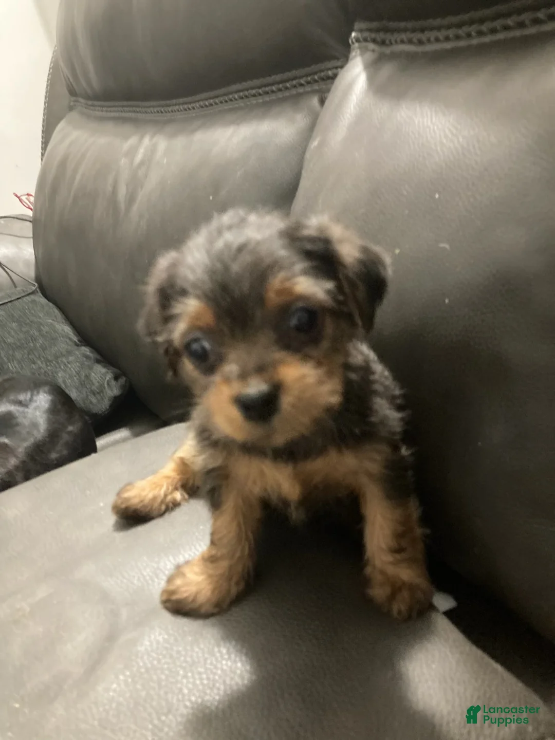 Mixed Breed dogs for sale: Bella - Ad 2
