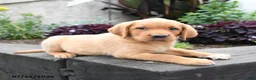 Labrador Retriever dogs for sale: Lark - Ad 4