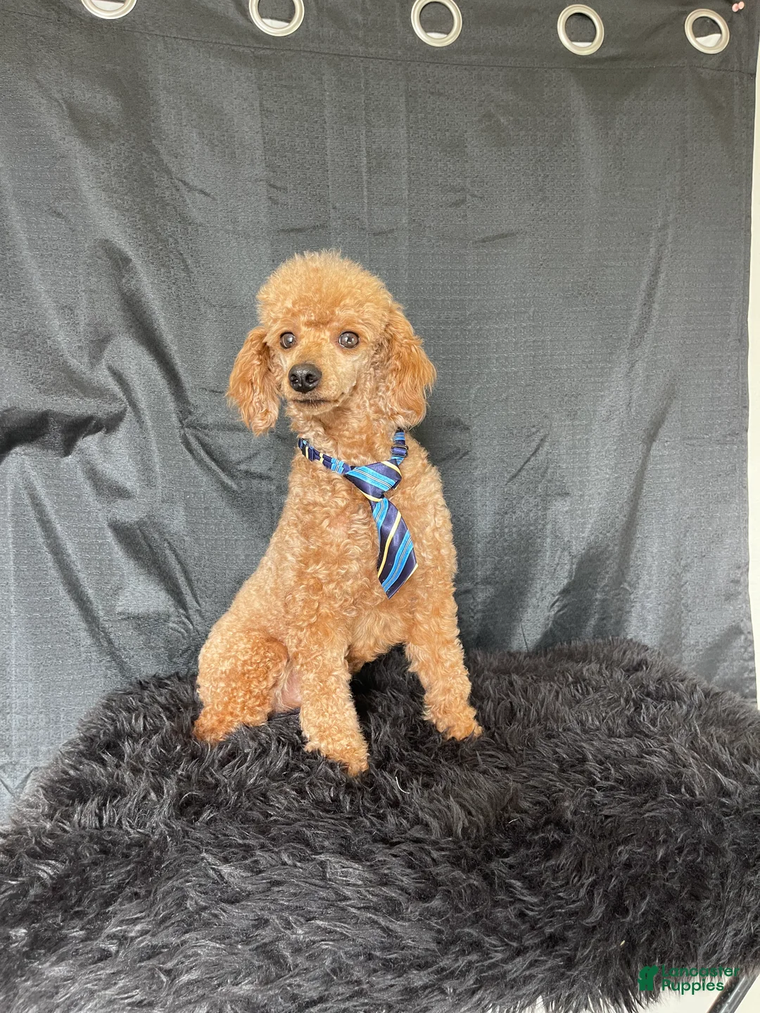 Toy Poodle dogs for sale: Akc Clear Red Bred Milo - Ad 8