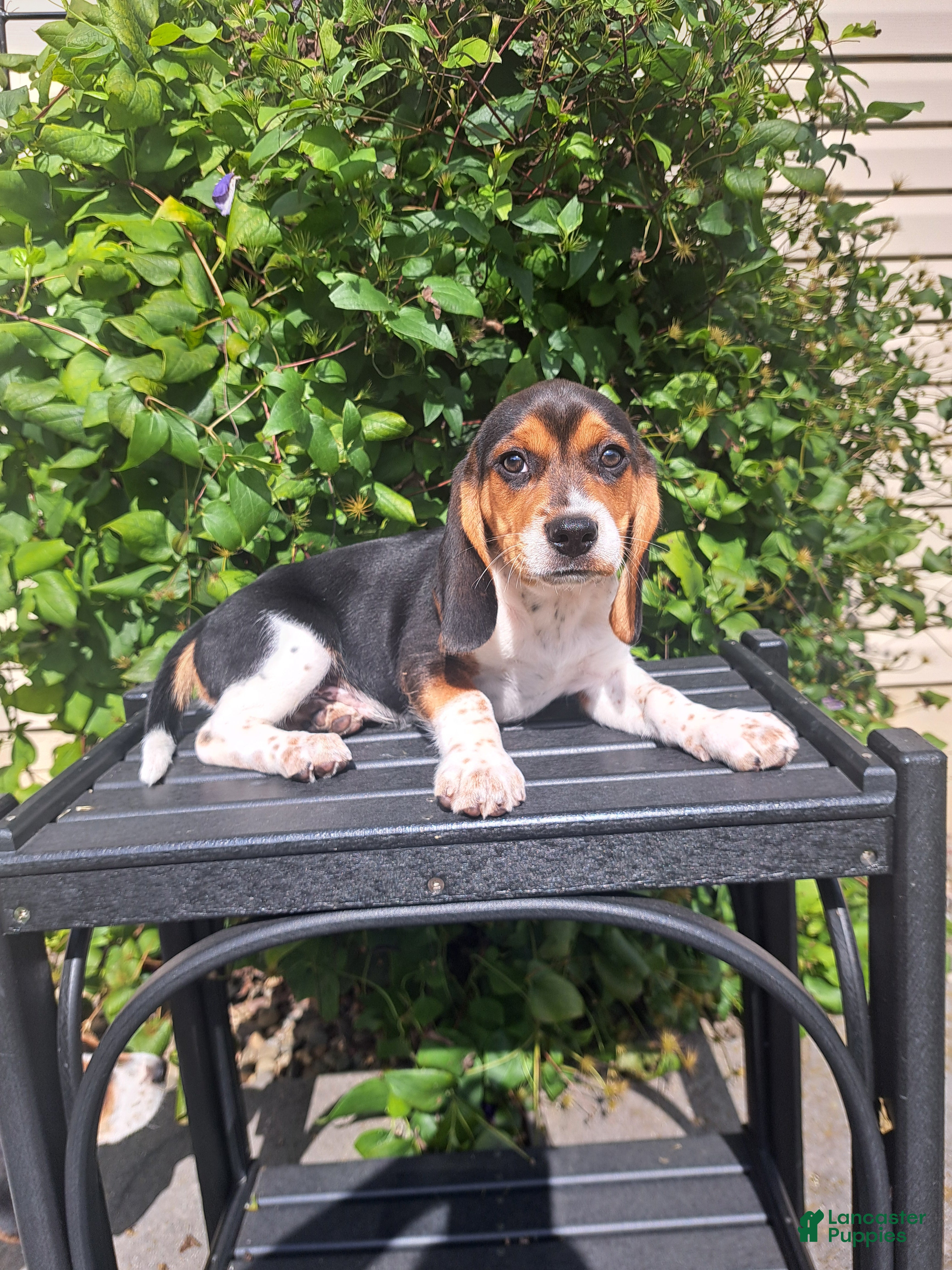 Beagle dogs BENJI - Ad 1