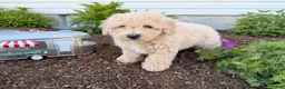 Bichpoo dogs for sale: Matthew  - Ad 3