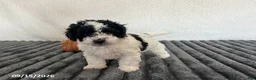 Cavapoo dogs for sale: Bryson - Ad 3