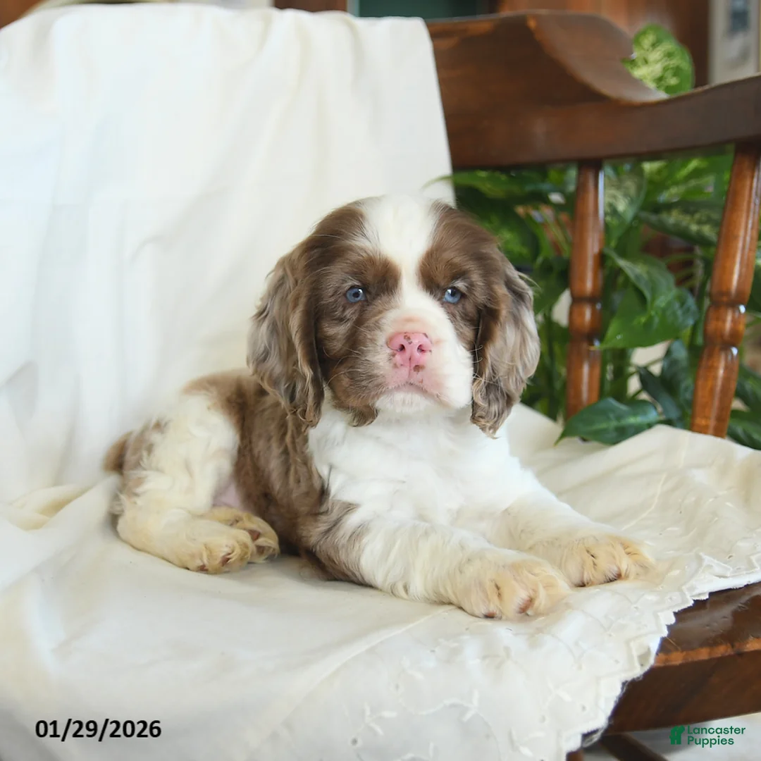 English Cocker Spaniel dogs for sale: Copper - Ad 3