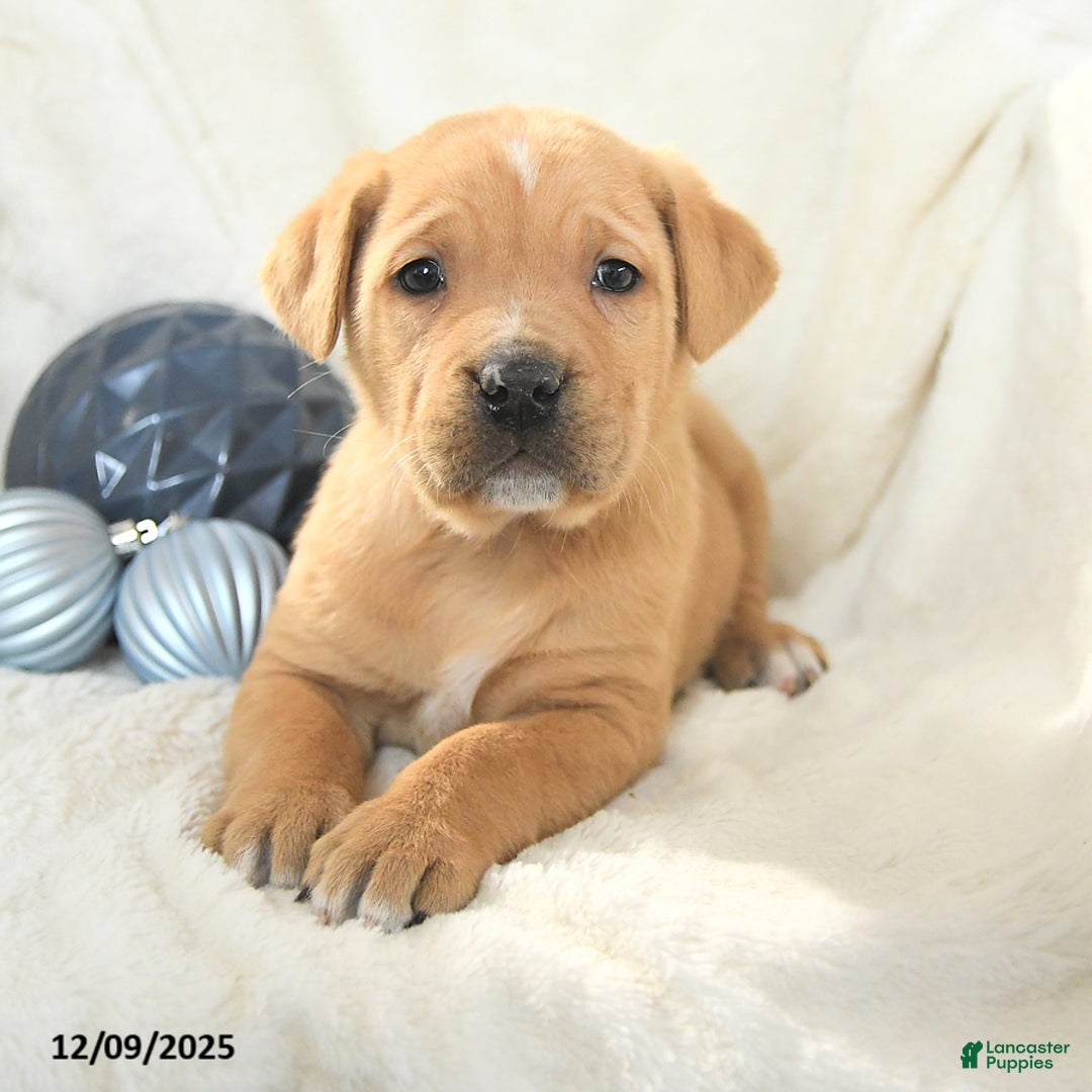 Mixed Breed dogs for sale: Monty - Ad 3