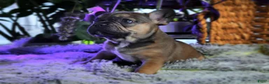 Fawn French Bulldog Puppy 1