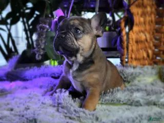 French Bulldog dogs for sale: Fawn French Bulldog Puppy 1 - Ad 4