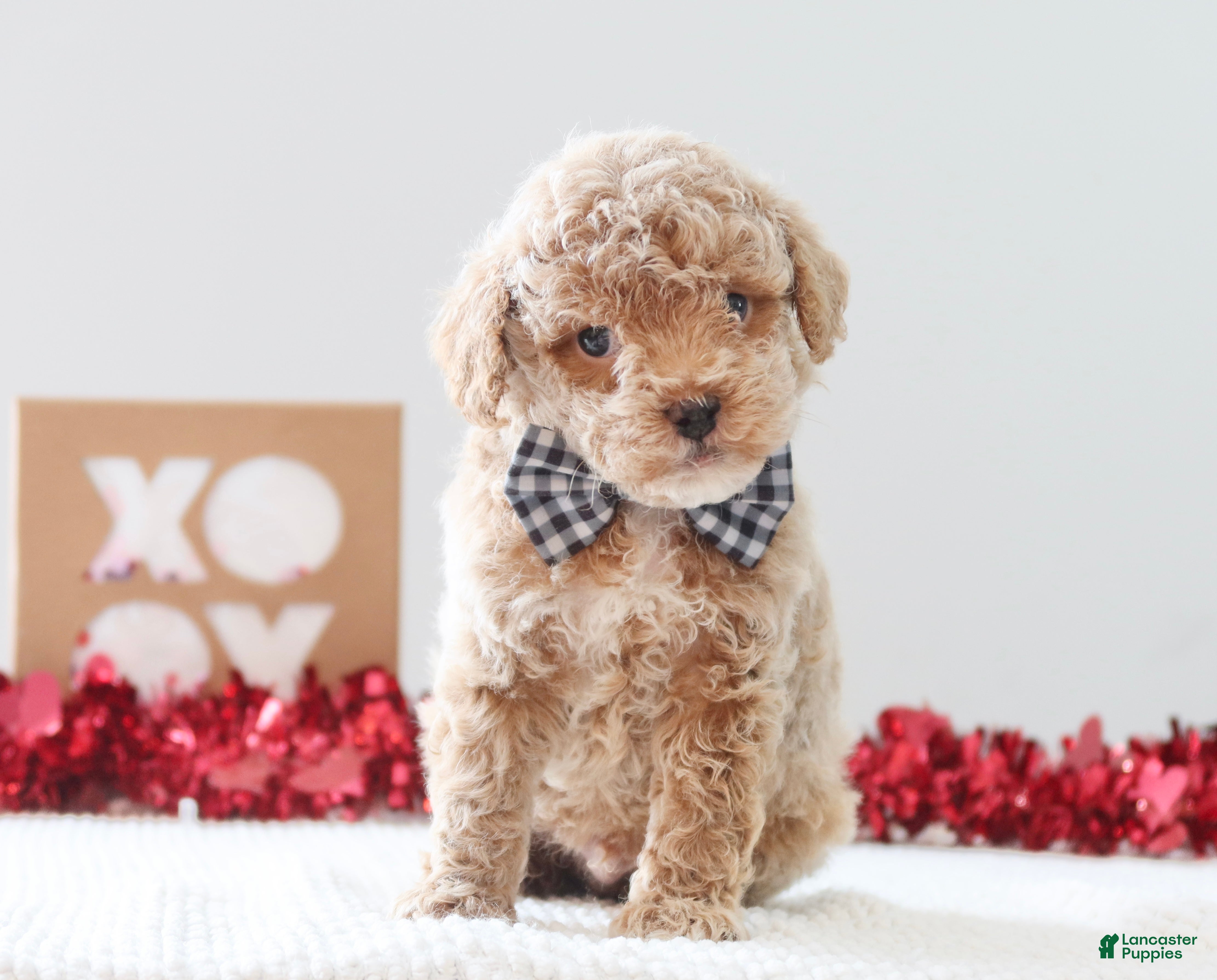 Toy Poodle dogs Honey - Ad 26