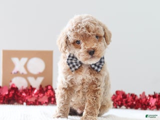 Toy Poodle dogs Honey - Ad 20