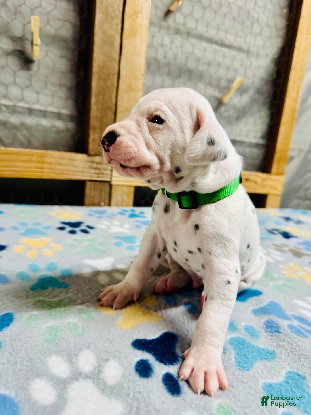 Dalmatian dogs for sale: Dalmatian Puppy Green Collar - Ad 2
