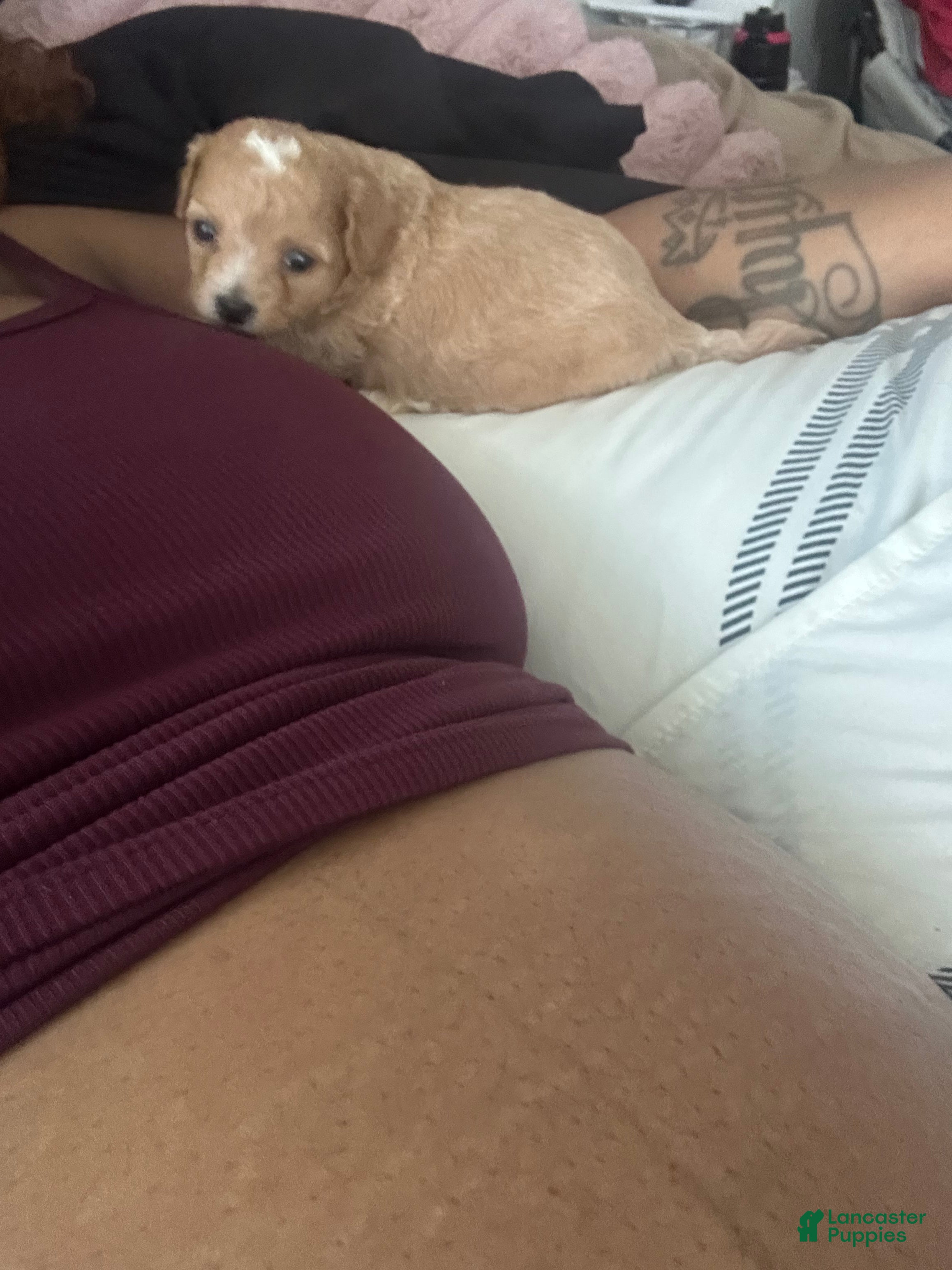 Mixed Breed dogs Mixed Breed Puppy 2 - Ad 2