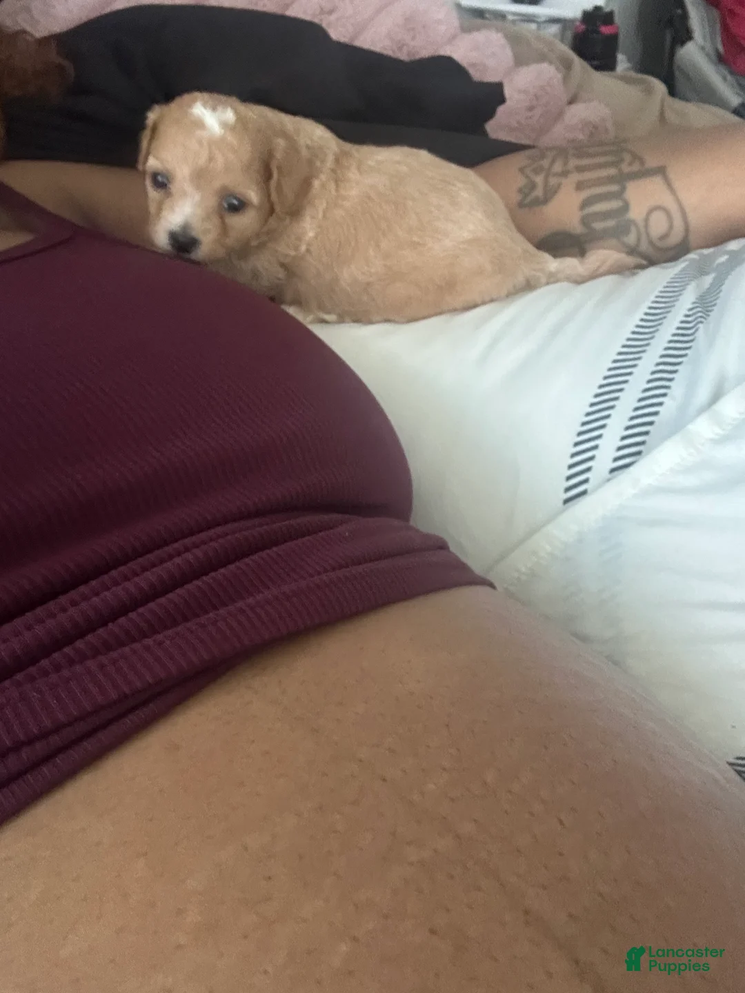 Mixed Breed dogs for sale: Mixed Breed Puppy 2 - Ad 1