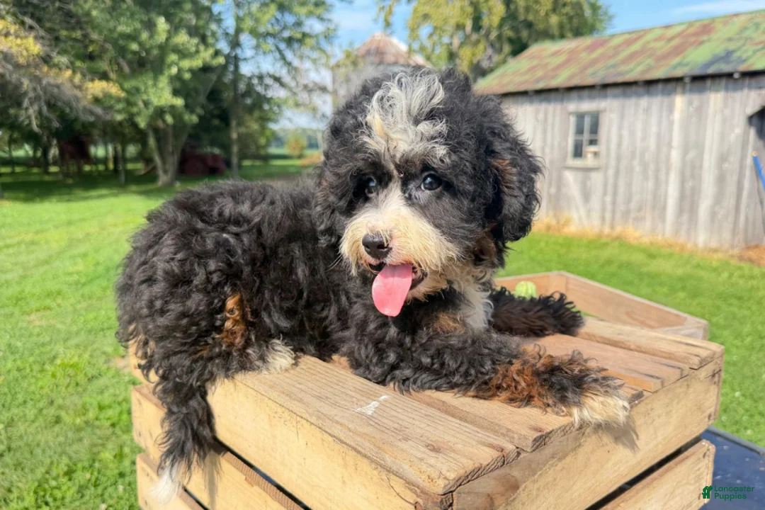 Mini Bernedoodle dogs for sale: Ravioli - Ad 2