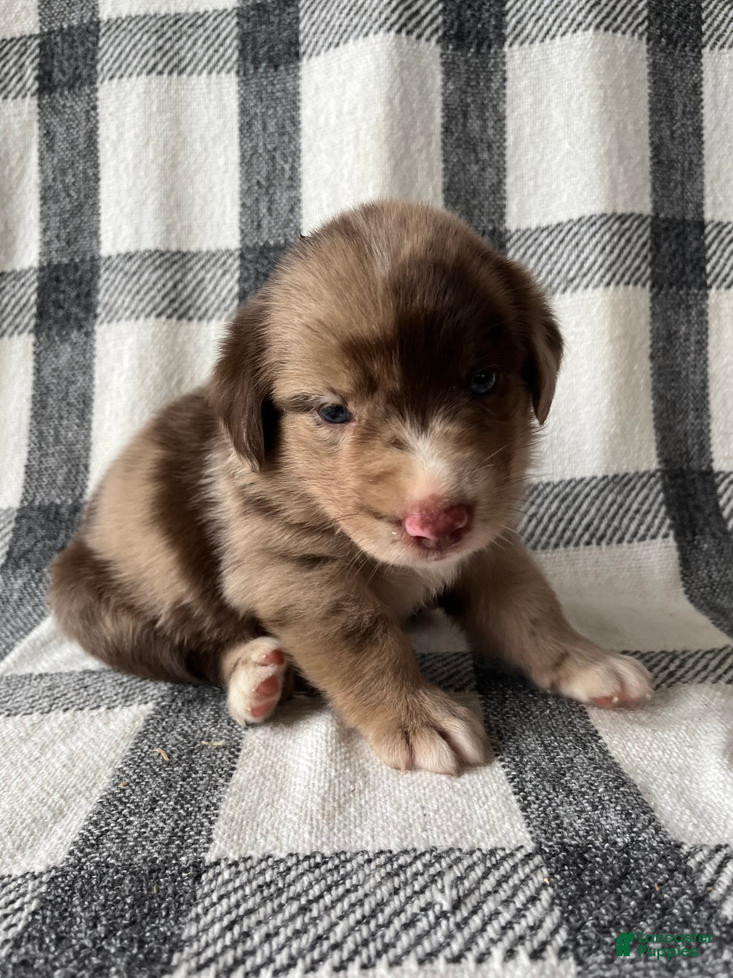 Mixed Breed dogs Rosko - Ad 2