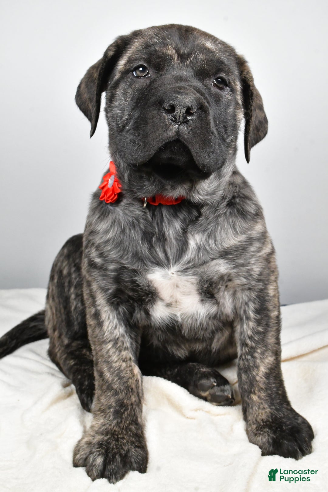 English Mastiff dogs for sale: Sue - Ad 6