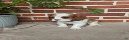 Cavalier King Charles Spaniel dogs for sale: Kliff - Ad 12