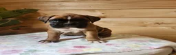 Boxer dogs for sale: Jayla  - Ad 1