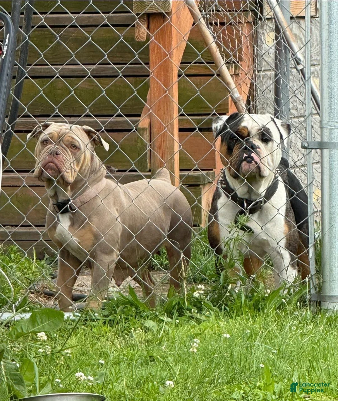 Olde English Bulldogge dogs for sale: Tri Blue Merle  - Ad 13