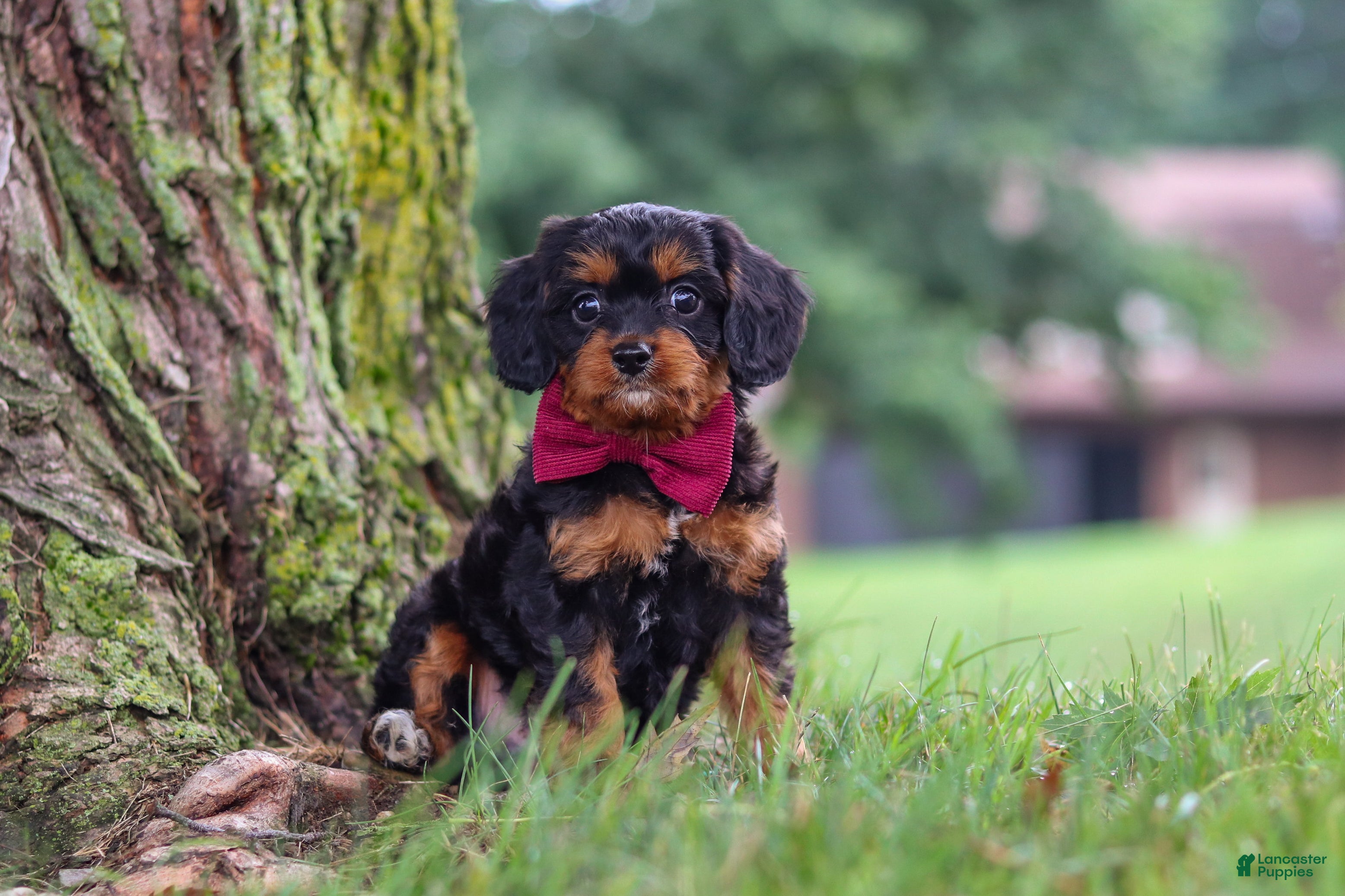 Cavapoo dogs Kai - Ad 2