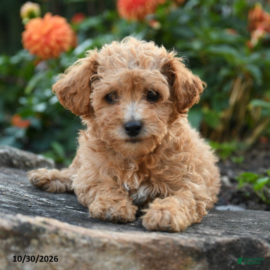 Mini Goldendoodle dogs for sale: Polly - Ad 2