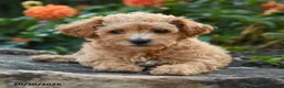Mini Goldendoodle dogs for sale: Polly - Ad 2