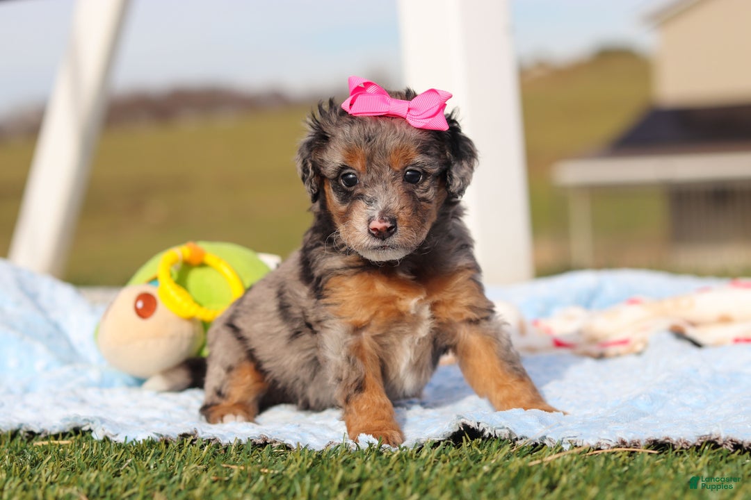 Mini Bernedoodle dogs for sale: Eve - Ad 5