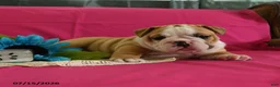 English Bulldog dogs for sale: Yvett - Ad 9