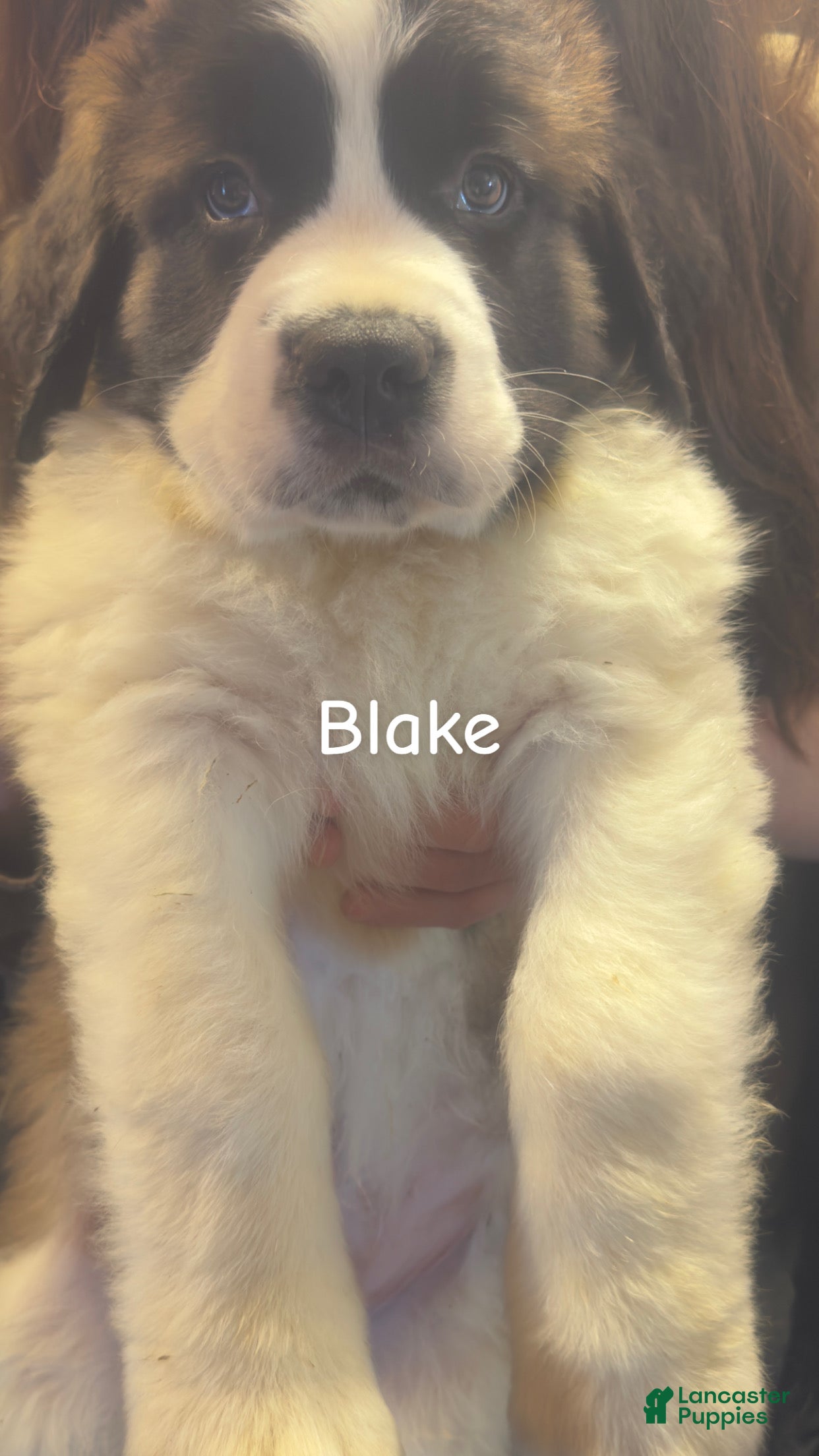 Saint Bernard dogs Blake  - Ad 1
