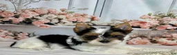 Biewer Terrier dogs for sale: Marley  - Ad 3