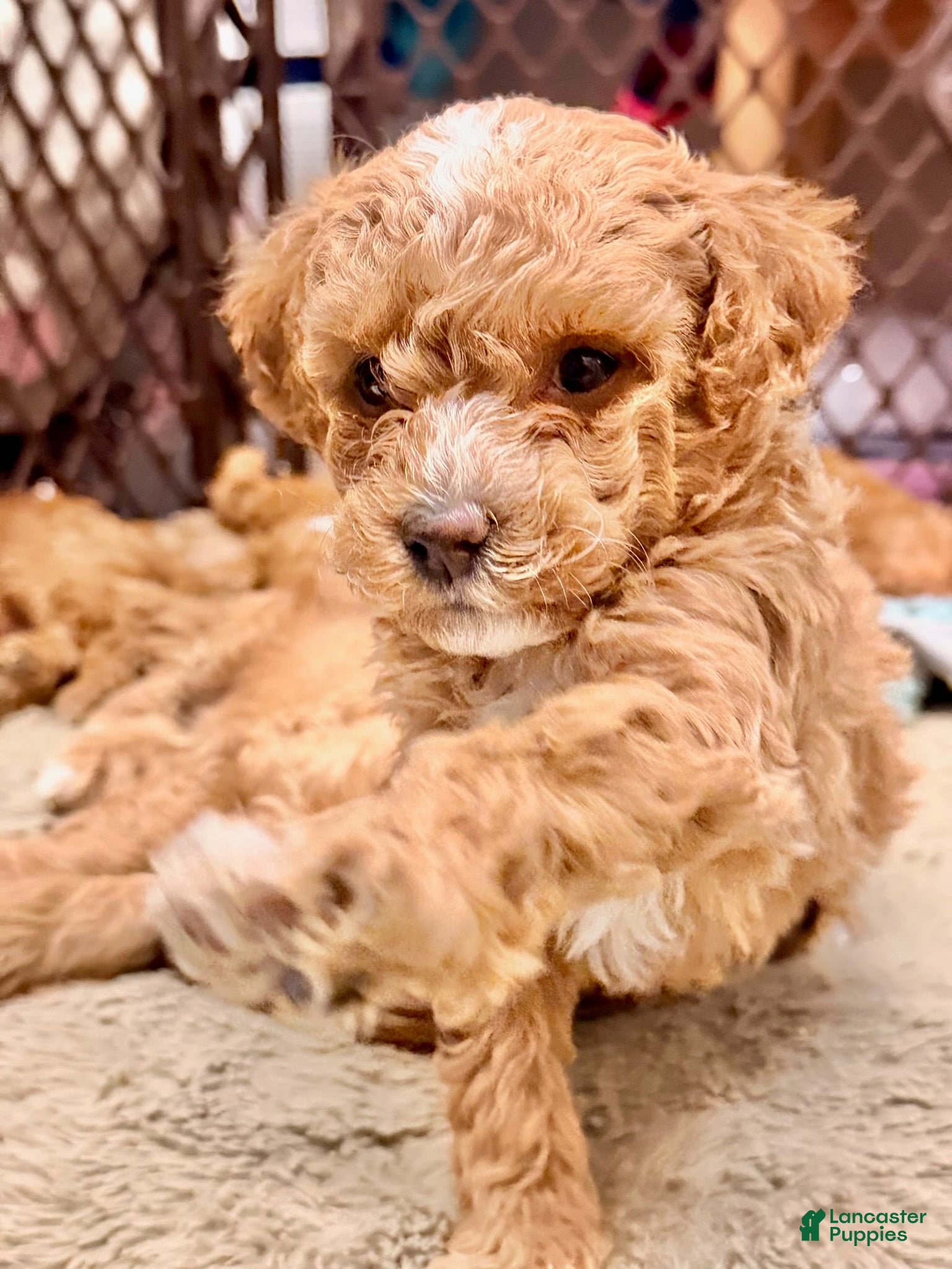 Mini Goldendoodle dogs Mini Goldendoodle 3.Rocky - Ad 12
