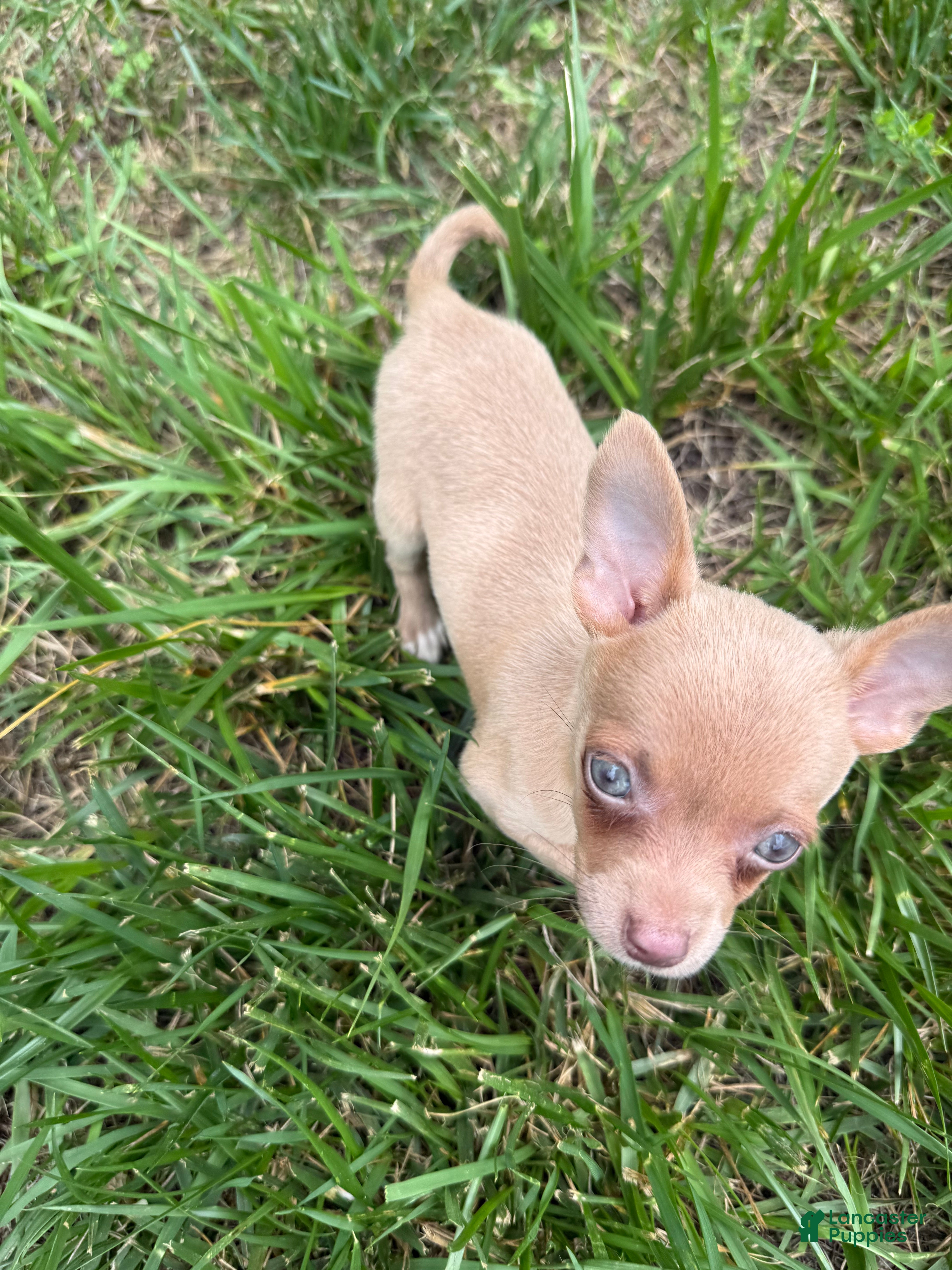 Chihuahua dogs Jasper - Ad 2