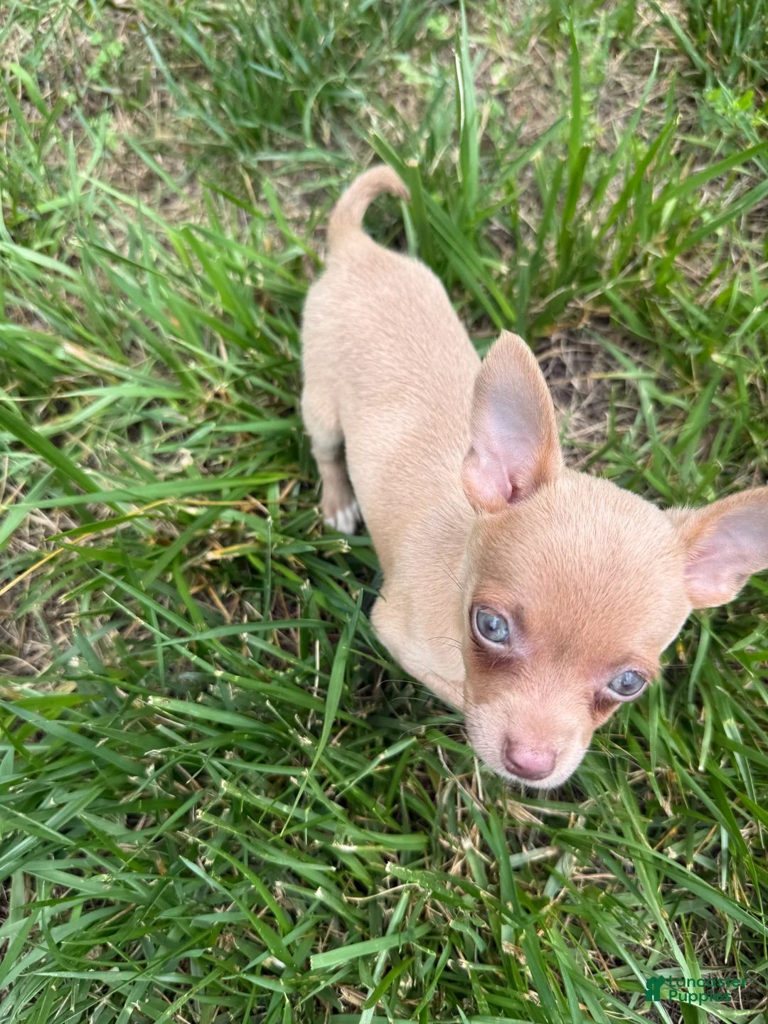 Chihuahua dogs for sale: Jasper - Ad 2