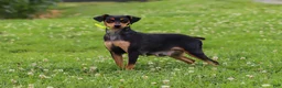 Miniature Pinscher dogs for sale: Sammy - Ad 10